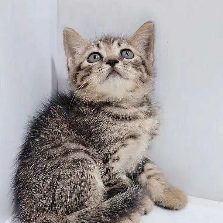 活物中华田园猫猫咪幼崽小奶猫橘猫橘白狸猫黑猫猫咪真猫宠物猫咪